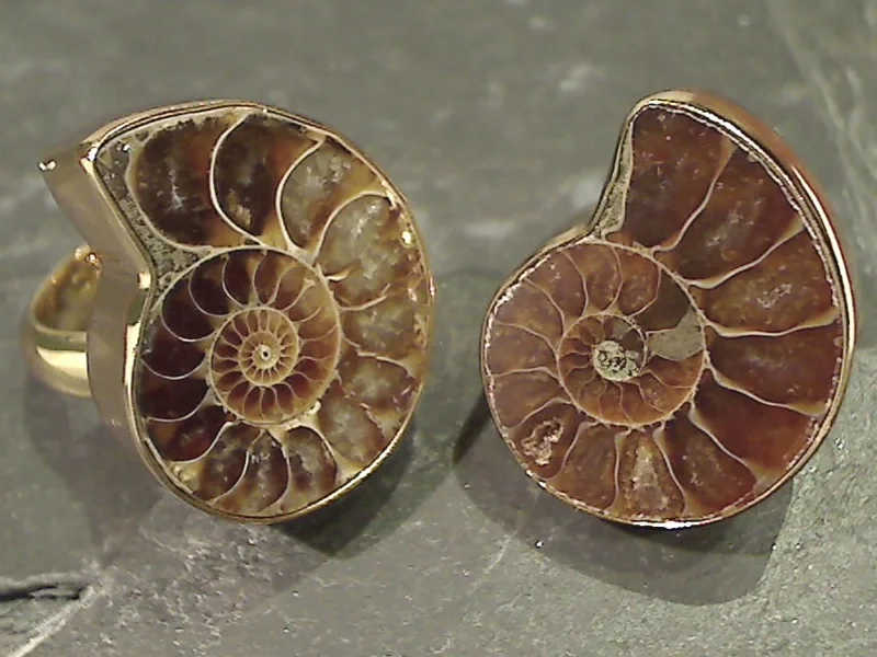 Night gothic rings-Ammonite, Alchemia Ring - Adjustable Size